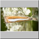 Catoptria marginella - Graszuensler 10mm 01.jpg